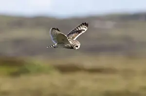 Short-eared Owl - hovering over moorland - North Uist - Outer Hebrides