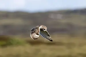 Moorlands Prints: Short-eared Owl - hovering over moorland - North Uist - Outer Hebrides