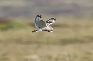 Short-eared Owl - hovering over moorland - North Uist - Outer Hebrides