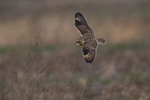 Short-eared Owl hunting over fallow field in winter