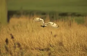 Heaths Prints: Short Eared Owl - Hunting Norfolk, UK BI006921