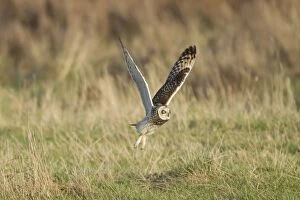 Images Dated 12th December 2011: Short-eared Owl - hunting over rough grassland in winter