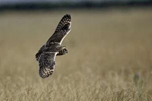Short-Eared Owl - Immature bird in flight