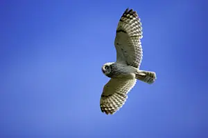 Short Eared Prints: Short-Eared Owl-In flight National Park Neusiedlersee, Austria