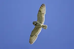 Short-Eared Owl-In flight National Park Neusiedlersee, Austria