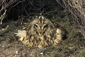 Images Dated 12th October 2010: Short-eared Owl - on nest