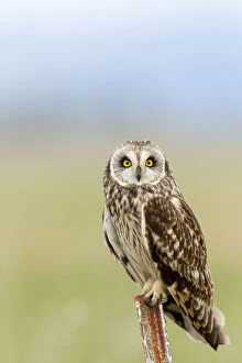 Short eared owl at Ninepipe WMA near Ronan