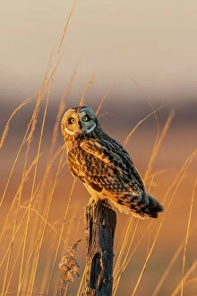 Post Gallery: Short-eared owl perched on fence post, Prairie Ridge