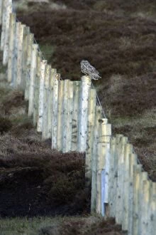 Images Dated 12th May 2005: Short-Eared Owl - Perched on moorland forestry fence Northumberland, England