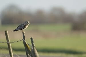 Images Dated 12th December 2011: Short-eared Owl - on post