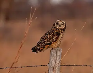 Refuge Prints: Short eared owl resting on fence post Date: 26-12-2020