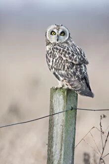 Short-eared Owl Short-eared Owl - In winter perched on fence post