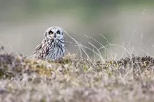 Short-eared owl - Single adult perching on moorland having failed to catch prey