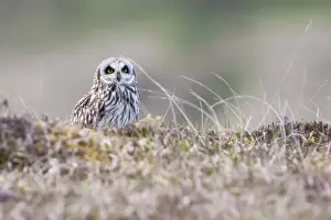 Natural World Prints: Short-eared owl - Single adult perching on moorland having failed to catch prey