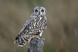 Short Eared Prints: Short-Eared Owl - Sitting on moorland fence post Northumberland, England