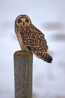 Posts Gallery: Short-eared Owl - sitting on post, winter