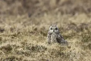 Crepuscular Prints: Short-eared Owl. Varanger Fjord - Norway