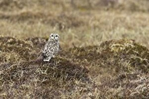 Images Dated 28th May 2007: Short-eared Owl. Varanger Fjord - Norway