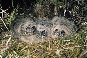 Images Dated 12th October 2010: Short-eared Owl - young in nest