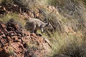 Short-eared Rock Wallaby