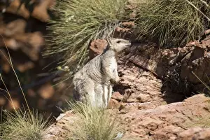 Wallabies Prints: Short-eared Rock Wallaby Found only in the far north of tropical Australia