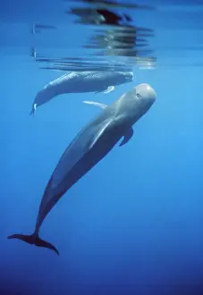 Azores Prints: Short-fined Pilot Whale - two, one upright with topside showing Azores, North Atlantic