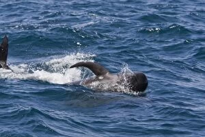 Images Dated 19th April 2009: Short-finned Pilot Whale - Sea of Cortez - Baja California - Mexico