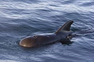Images Dated 18th February 2009: Short-finned Pilot Whale - Sea of Cortez - Baja California - Mexico