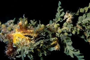 Images Dated 25th July 2006: Short-head seahorse with a Decorator or Spider crab (Naxia aurita) crawling over it