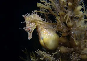 Pregnant Prints: Short-head seahorse - pregnant male, Edithburgh, South Australia TED00642