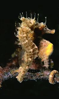 Images Dated 18th October 2007: Short-head Seahorses - pair Edithburgh, Yorke Peninsula, South Australia TED00045