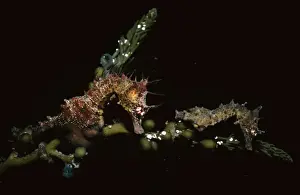 Short-headed Seahorses - courting pair (male on left) fam: Syngnathidae Edithburgh, Yorke Peninsula, South Australia KGH00698