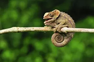 Images Dated 16th January 2008: Short-horned Chameleon / Elephant-eared Chameleon - hanging on to branch