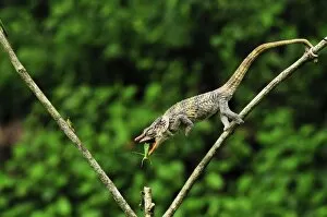 Images Dated 16th January 2008: Short-horned Chameleon / Elephant-eared Chameleon - hunting an insect