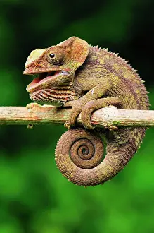Hanging Prints: Short-horned Chameleon / Elephant-eared Chameleon - hanging on to branch - Andasibe-Mantadia National Park