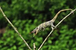 Short-horned Chameleon / Elephant-eared Chameleon - hunting an insect - sequence 3 of 3 - Andasibe-Mantadia National Park - Eastern-central Madagascar