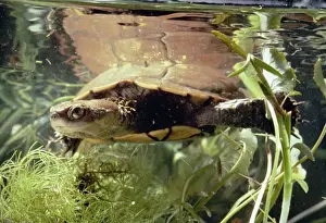 Short-Necked Swamp Turtle - Western Australia
