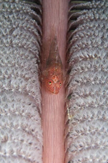 Images Dated 25th February 2019: Short-nose Goby - on Sea Pen (Virgularia sp, Virgulariidae family)