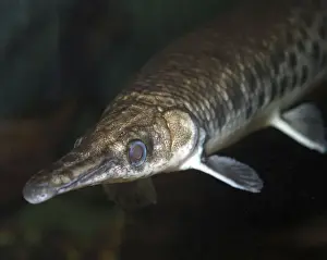 Pike Prints: Short Nosed Gar Pike - Freshwaters, North America