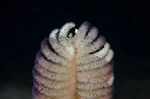 Amed Gallery: Short-quill Sea Pen - feeding in current - Night