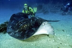 Short-tail Stingray - and diver