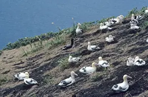 Albatross Prints: Short-tailed albatross - Colony