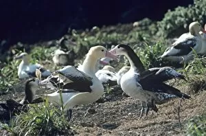 Bahaviour Gallery: Short-tailed albatross - Courting. Torishima Island is a volcanic peak rising out of the Pacific