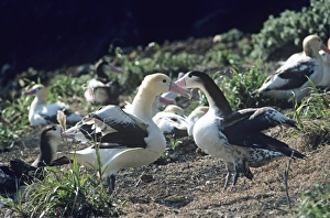 Short-tailed albatross - Courting. Torishima Island is a volcanic peak rising out of the Pacific Ocean Short-tailed albatross - Courting. Torishima Island is a volcanic peak rising out of the Pacific Ocean
