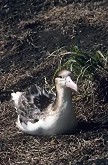 Short Tailed Prints: Short-tailed albatross - Immature