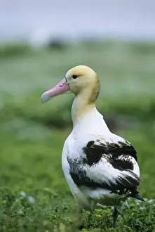 Short Tailed Prints: Short-tailed Albatross Midway Pacific
