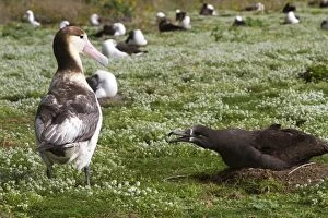 Images Dated 16th December 2010: Short-tailed Albatross / Steller's Albatross