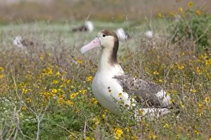 Images Dated 16th December 2010: Short-tailed Albatross / Steller's Albatross - immature