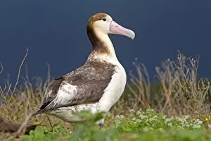 Images Dated 16th December 2010: Short-tailed Albatross / Steller's Albatross - immature