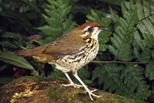 Images Dated 26th June 2008: Short-tailed Ant-thrush